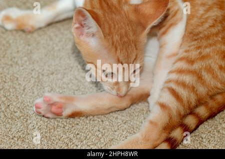 Rosso e Bianco 16 settimane Cornish Rex gattino gatto da Oriental Shortair fuori croce cercando e cercando le pulci guardando la fotocamera pieno volto Foto Stock