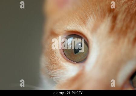Rosso e Bianco 16 settimane Cornish Rex gattino gatto da Oriental Shortair fuori croce cercando e cercando le pulci guardando la fotocamera pieno volto Foto Stock