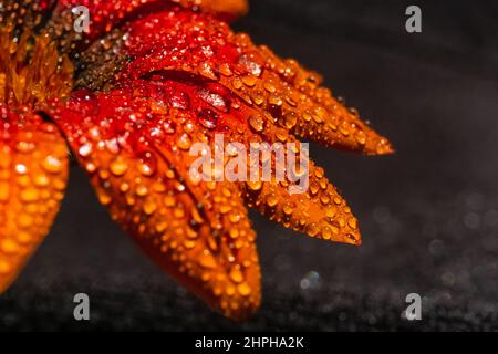 Vista dei fiori di gazania arancione con gocce di rugiada su sfondo nero Foto Stock
