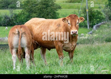 Limousin mucca con vitello bere latte da lei. Lancashire, Regno Unito. Foto Stock