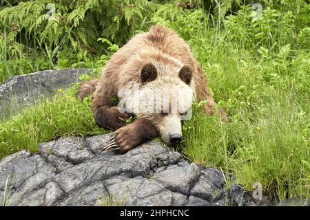 Sonno marrone bambino grizzly orso. Foto Stock