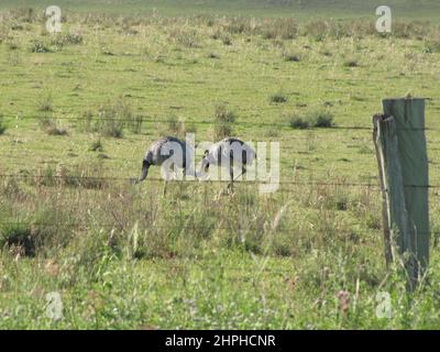 Gruppo di Nandu, uccello autoctono sudamericano Greater rhea (Rhea americana) senza uccelli flightless Foto Stock