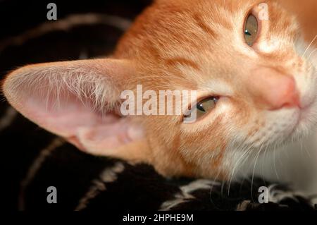 Rosso e Bianco 16 settimane Cornish Rex gattino gatto da Oriental Shortair fuori croce cercando e cercando le pulci guardando la fotocamera pieno volto Foto Stock