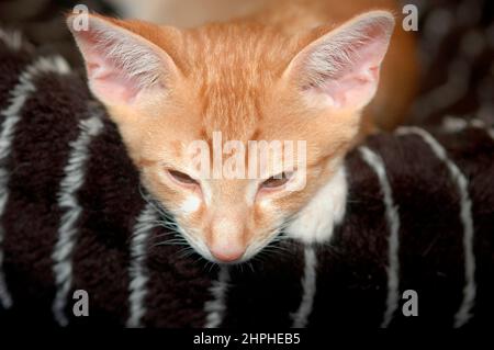 Rosso e Bianco 16 settimane Cornish Rex gattino gatto da Oriental Shortair fuori croce cercando e cercando le pulci guardando la fotocamera pieno volto Foto Stock