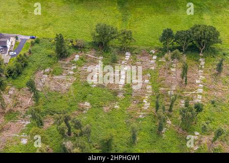 Fotografia aerea, pezzo di foresta con alberi sgranati a Holtkamp nel distretto di Bausenhagen, Fröndenberg/Ruhr, zona della Ruhr, Renania settentrionale-Vestfalia, Foto Stock