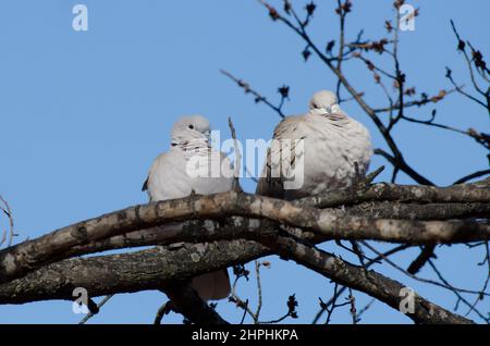 Colared-doves Eurasian, Streptopelia decaotto, roosting Foto Stock