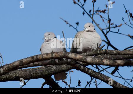 Colared-doves Eurasian, Streptopelia decaotto, roosting Foto Stock