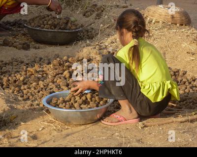 Raccolta di sterco a camelfair in Pushkar, Rajasthan, India Foto Stock