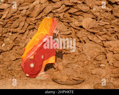 Raccolta di sterco a camelfair in Pushkar, Rajasthan, India Foto Stock