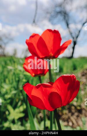 Fiori di tulipano in fiore con germogli aperti che crescono al giardino di primavera Foto Stock