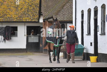 Constitution Hill che è dovuto a gara nel Supreme Novice ostacolo. L'allenatore Nicky Henderson aprì le porte del suo cantiere Seven Barrows a Lam Foto Stock