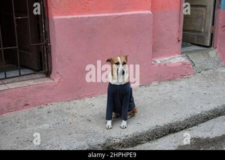 Il cane carino si siede sull'angolo della strada fuori della sua casa sorridendo alla macchina fotografica e indossando un bel maglione blu. Foto Stock