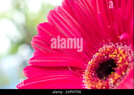 Primo piano di una ricca margherita di gerbera rosa Foto Stock