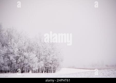 Hoar ghiacciato alberi nella nebbia gelida Foto Stock