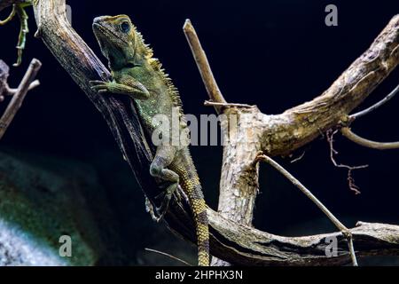 La lucertola (Gonocephalus beli) è una specie di lucertola della famiglia Agamidae. La specie è originaria dell'Asia sudorientale e dell'Oceania. Foto Stock