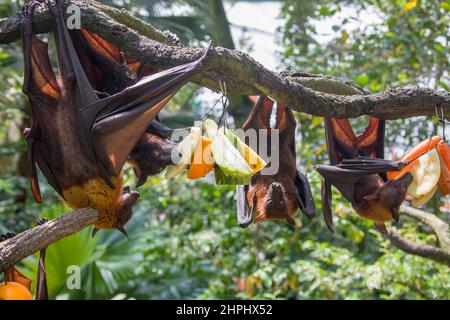 La volpe malese (Pteropus vampyrus) sta mangiando frutta. Una specie del sud-est asiatico di megabat, si nutre principalmente di fiori, nettare e frutta. Foto Stock