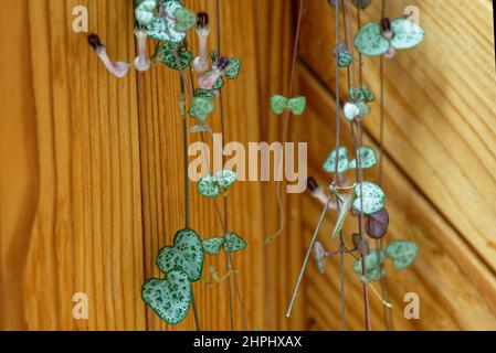 Il verde, a forma di cuore foglie e fiori viola chiaro della catena di cuori casa pianta Foto Stock