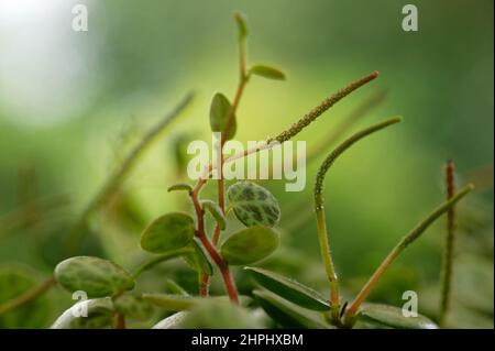 Un primo piano del fiore della stringa di tartarughe tropicale, semi-succulenta pianta, ora popolare come una casa pianta Foto Stock