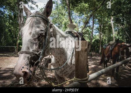 Bianco nero-punteggiato cavallo a rampicante legato alla recinzione per l'attesa nella foresta tropicale, Belize Foto Stock