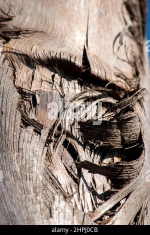 trama della corteccia del tronco di una palma Foto Stock