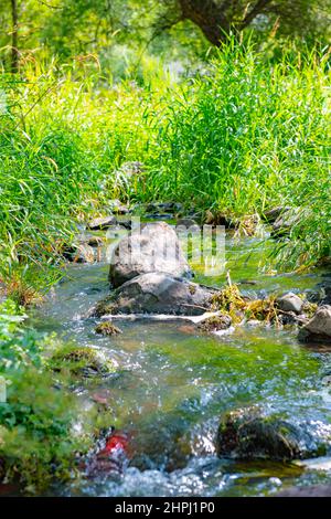 riva del fiume coperta di erba e pietre Foto Stock