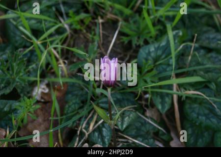 Fiori di anemone viola selvatico su sfondo floreale sfocato verde Foto Stock