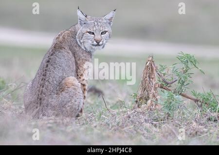 Un bobbcat femminile rilassato (Lynx rufus) in un campo in California. Foto Stock