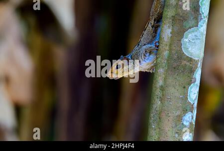 Closeup di uno scoiattolo di palma su tronco di albero, scoiattoli sono membri della famiglia Sciuridae, una famiglia che comprende roditori di piccole o medie dimensioni. Foto Stock