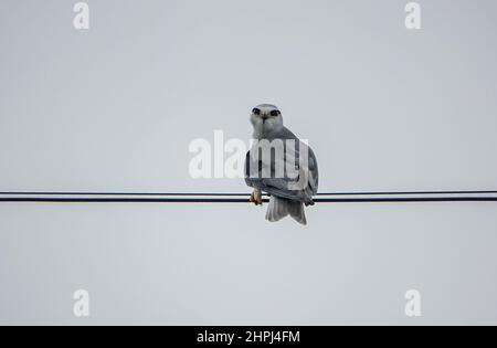 Aquilone nero o aquilone nero, Elanus caeruleus, piccolo uccello diurno della famiglia Accipitridae, rapper bianco o grigio alare lungo, Foto Stock