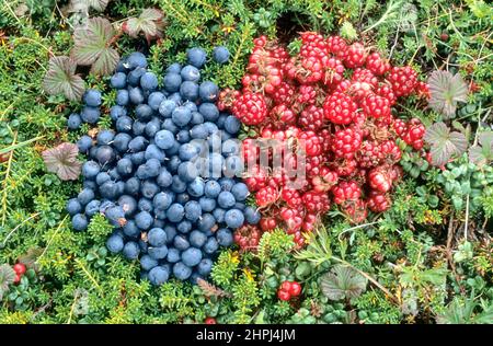 Mucchio di mirtilli dell'Alaska (uliginosum di vaccinium) e bacche di gallo (arcticus di Rube) su tundra dell'Alaska, riserva naturale nazionale di Becharof, Alaska Foto Stock