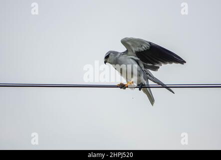 Aquilone nero o aquilone nero, Elanus caeruleus, piccolo uccello diurno della famiglia Accipitridae, rapper bianco o grigio alare lungo, Foto Stock