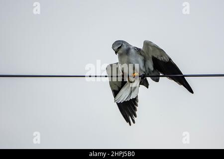 Aquilone nero o aquilone nero, Elanus caeruleus, piccolo uccello diurno della famiglia Accipitridae, rapper bianco o grigio alare lungo, Foto Stock