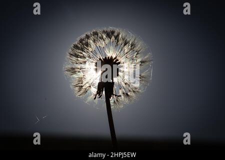 Silhouette di un dente di leone al sole . Foto Stock