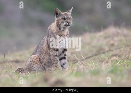 Un bobbcat maschile rilassato (Lynx rufus) in un campo in California. Foto Stock