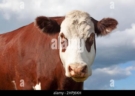 Hereford mucca all'aperto nelle praterie canadesi, primo piano della testa e del viso Foto Stock