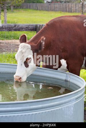 Hereford mucca che beve da un canale di acqua in un pascolo all'aperto in un santuario animale fattoria Foto Stock