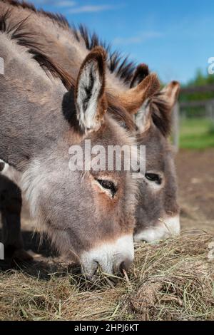 Due asini che si nutrono su un mucchio di fieno a terra in un pascolo di un santuario di animali da fattoria Foto Stock