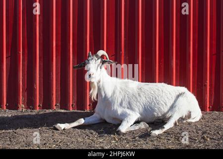 Capra domestica sdraiata all'aperto accanto ad un fienile rosso in un santuario di animali da fattoria. Capra hircus Foto Stock