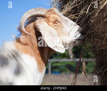 Capra domestica che mangia fieno in un paddock all'aperto in un santuario degli animali della fattoria. Capra hircus Foto Stock