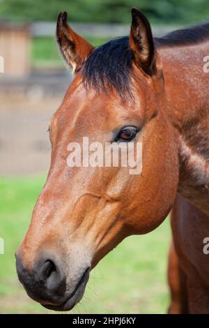 Fronte di taglio del cavallo da vicino Foto Stock