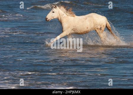 Camargue cavallo che galoppa attraverso l'oceano lungo la costa mediterranea della Provenza nel sud della Francia Foto Stock