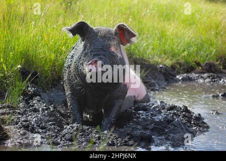 Felice free ranging maiale wallowing in un buco di fango su un pascolo all'aperto in un santuario degli animali di fattoria, Alberta, Canada Foto Stock