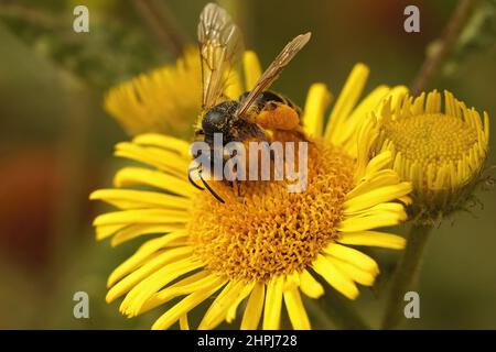 Closeup su un'ape da miniera gialla femminile, Andrena flavipes raccolta polline da prato falso fleabane, Pulicaria dissenterica nel campo Foto Stock