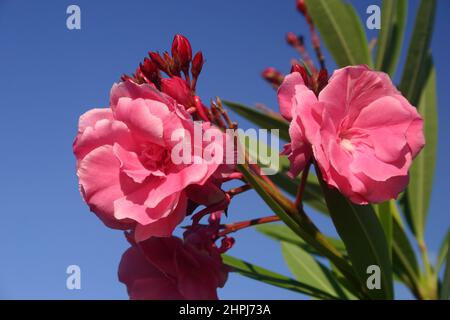 PRIMO PIANO DEI FIORI ROSA DELL'OLEANDRO (NERIUM) CESPUGLIO O ARBUSTO. NERIUM CONTIENE DIVERSI COMPOSTI TOSSICI ED È CONSIDERATO UNA PIANTA VELENOSA. Foto Stock