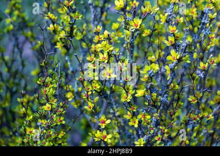 Berberis thunbergii fienile giapponese arbusto ornamentale fiorito, gruppo di bei piccoli fiori con petali gialli in fiore, foglie viola rossastre Foto Stock