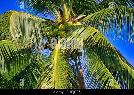 Un primo piano ad angolo basso di una palma con noci di cocco e un cielo chiaro e luminoso sullo sfondo a Gumasa Beach, Mindanao, Filippine. Foto Stock