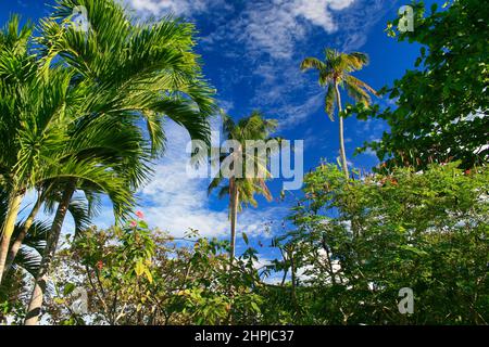 Un'immagine a basso angolo di lussureggianti palme verdi in una chiara giornata estiva blu a Cebu, Visayas Foto Stock