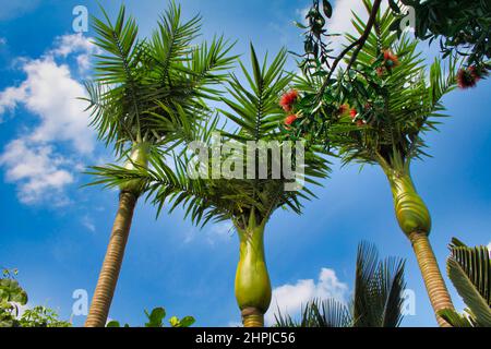 Primo piano ad angolo basso di 3 palme a trunked singolo in piedi alto con un cielo blu chiaro sullo sfondo a Shanghai Foto Stock
