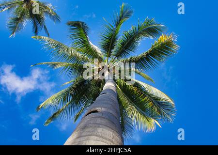 Un'immagine ad angolo basso di un'alta palma con uno sfondo blu mozzafiato del cielo azzurro su Gumasa Beach, Mindanao, Filippine. Foto Stock