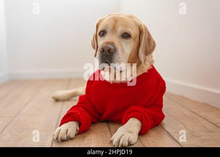 Adorabile cane di Fawn Labrador in un maglione rosso Foto Stock